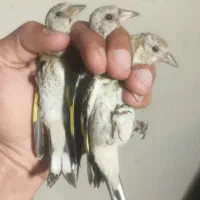 جوجه سهره
