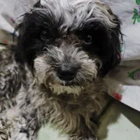 واگذاری سگ شیتزوترییر