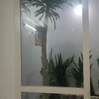 نخل ماداگاسکار|گل و گیاه طبیعی|اصفهان, کوی امیریه|دیوار