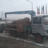 خریدار درخت نخل خرما و نقل وکاشت
