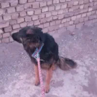 فروش ژرمن ومعاوضه