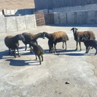 4تا میش بر|حیوانات مزرعه|قره چای, |دیوار