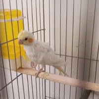 جوجه عروس هلندی