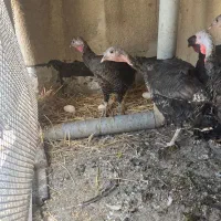 بوقلمون ماده تخم گذار مرغ خروس لاری
