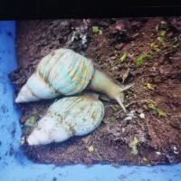 فروش حلزون جفتی ۴۰۰ هزار تومان