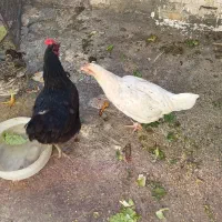 مرغ سفید فروشی