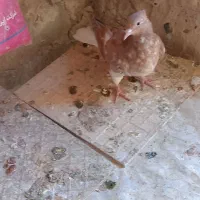 جوجه زرد دمسفید|پرنده|تربتحیدریه, ده پائین|دیوار