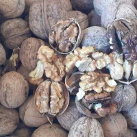 گردو درجه یک