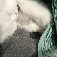 بچه گربه (نژاد پرشین اسکاتیش)