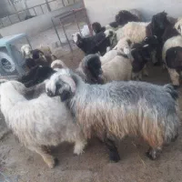 ۲راس کوه تخمی