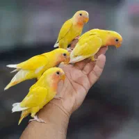طوطی عروس کوتوله ملنگو گرینچیک(میدان درب عطا)|پرنده|کاشان, سیفی آباد|دیوار