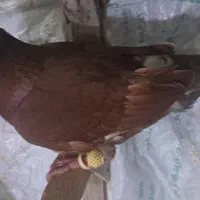 با سلام