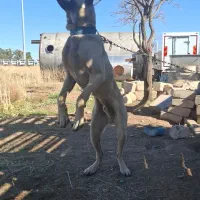 سگ سراب اصل