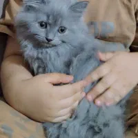 فروش گربه اسکاتیش