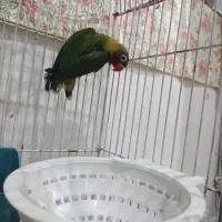 طوطی نژاد کمیاب فیشر   دالکی هستم