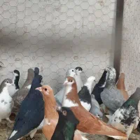 ۱۹ تا ساده همه پرشی