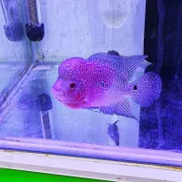 فلاور تایلندی جفت مولد و تک زیر قیمت همه جا|ماهی|نسیمشهر, |دیوار