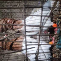 کبوتر جوجه بوم