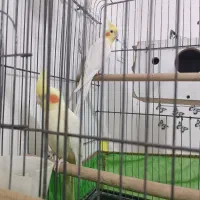 عروس هلندی جفت