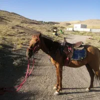 اسب در تجهیزات سوارکاری