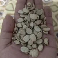 تخمه کلاله دیم زار