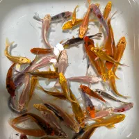 فیش کوی گرید بالا|ماهی|تهران, خرمشهر|دیوار