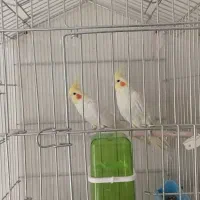 عروس هلندی جفت مولد