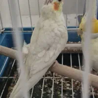جوجه عروس