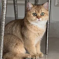 گربه بریتیش گلد