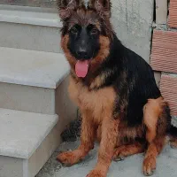 سگ ژرمن شیب دار
