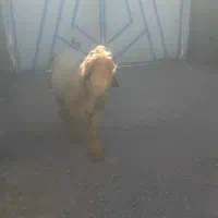 معاوضه نرمیش با میش یا بز|حیوانات مزرعه|اندیکا, |دیوار