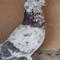 معاوضه انواع پرنده با مرغ عشق. عروس هلندی و کفتر|پرنده|رودهن, |دیوار