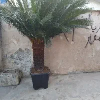 سیکاس|گل و گیاه طبیعی|تهران, عباسی|دیوار