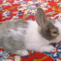 بچه خرگوش ناز