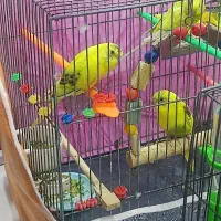 مرغ عشق دوماهه