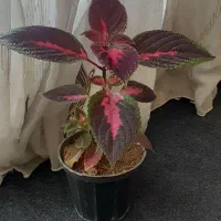 همه۱۲۰هزار