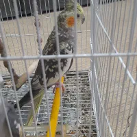 عروس هلندی|پرنده|ایرانشهر, |دیوار