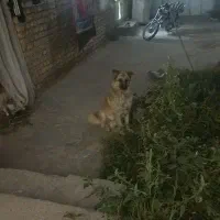 ژرمن|سگ|شیروان (خراسان), |دیوار