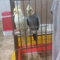 عروس هلندی|پرنده|ملایر, |دیوار