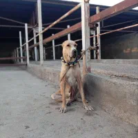 ماده خراسانی اصیل