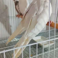 عروس هلندی جوجه ۵۰ روزه