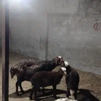 میش دوقلو زا