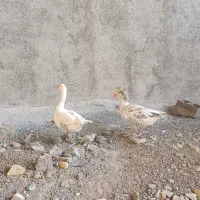دوعدد‌غارنر