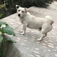 سگ اشپیتز نر