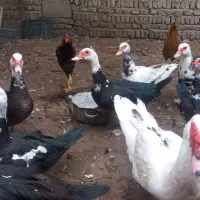 اردک خارجی اسراییلی