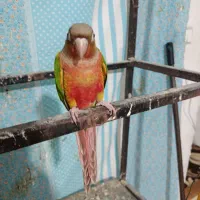 طوطی گرینچیک آناناسی رد و تراکوییس اپل۲عددماده