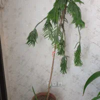 کاج مطبق