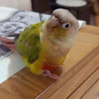 گرینچیک‌ آناناسی۳ماهه‌