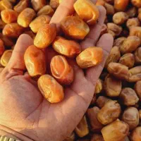 فروش خرما زاهدی و خاسوییو هلیله ای