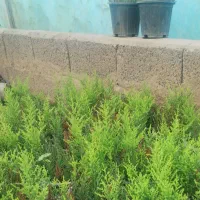 گل و گیاه|گل و گیاه طبیعی|خرم‌آباد (تنکابن), |دیوار